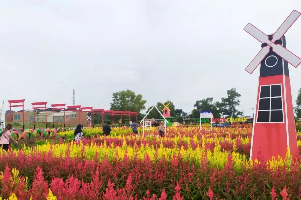 Taman Bunga Celosia  Wisata Hits Bandungan