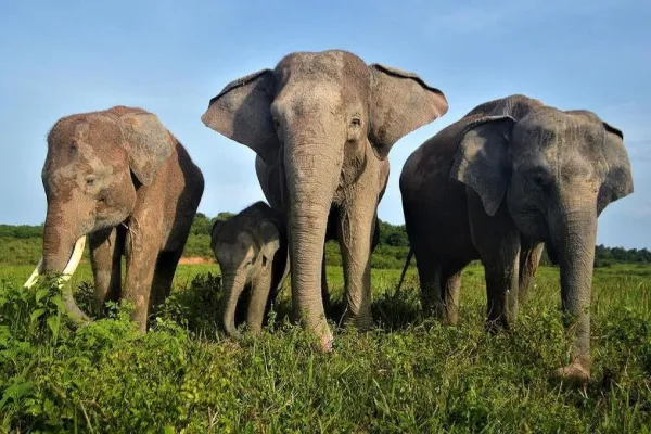 Wisata Melihat Gajah Indonesia - Taman Nasional Way Kambas Lampung