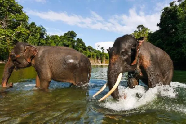 Wisata Melihat Gajah Indonesia - Tangkalan Sumatera Utara
