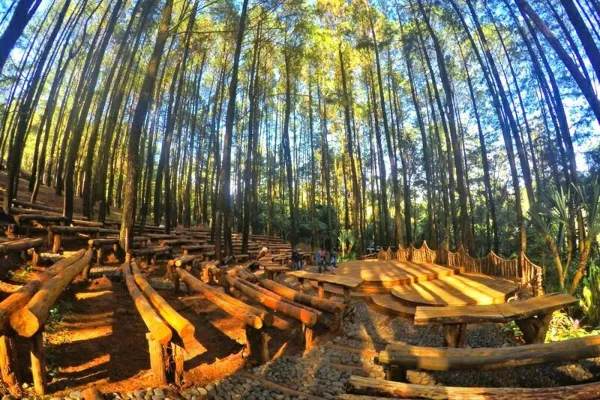 Wisata Jogja Akhir Tahun - Hutan Pinus Mangunan