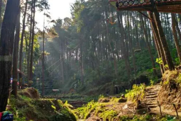 Hutan Pinus Sigrowong