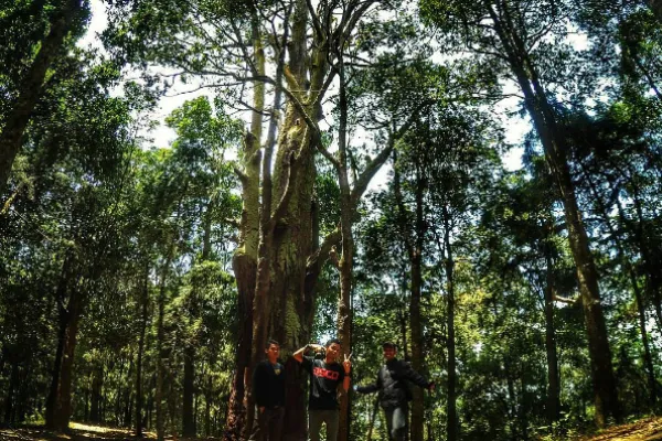 Hutan Walitis Wisata Temanggung
