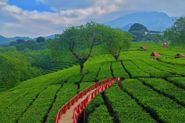 Kebun Teh Wonosari - Wisata Dau Malang