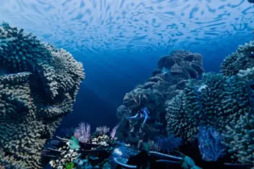 Spot Snorkeling Anyer