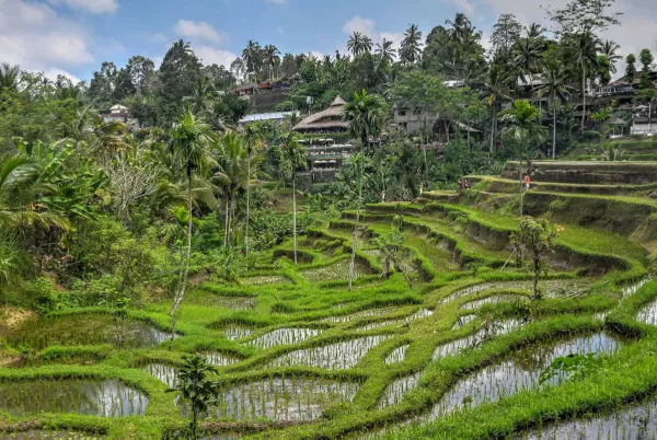 Tegallalang Rice Terraces