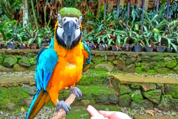 Pertunjukan di Bird Pavilion Bandung