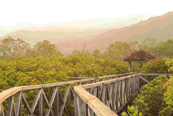 Wisata Trenggalek - Hutan Mangrove Cengkrong