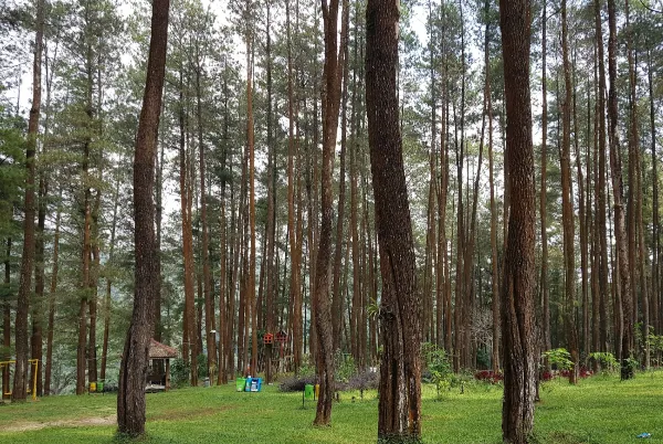 Wisata Madiun - Hutan Pinus Nongko Ijo
