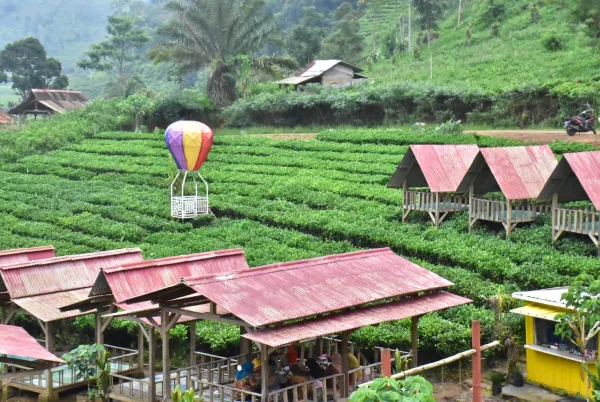 Kebun teh margawindu
