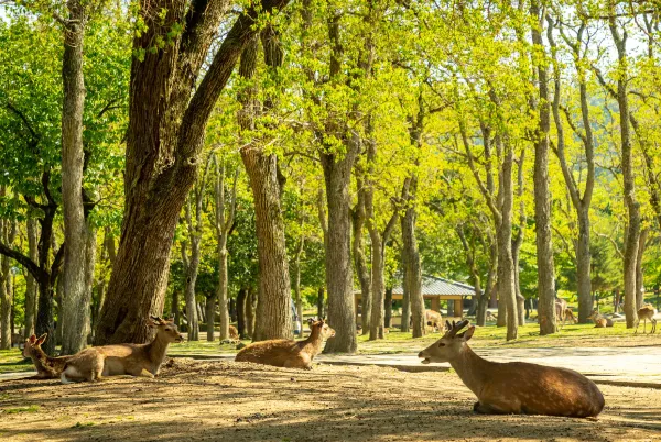 Nara Park Forest View Bandung