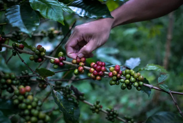 Wonosalam Coffe Plantation