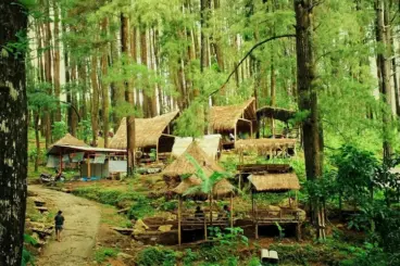 Hutan Pinus Nongko Ijo