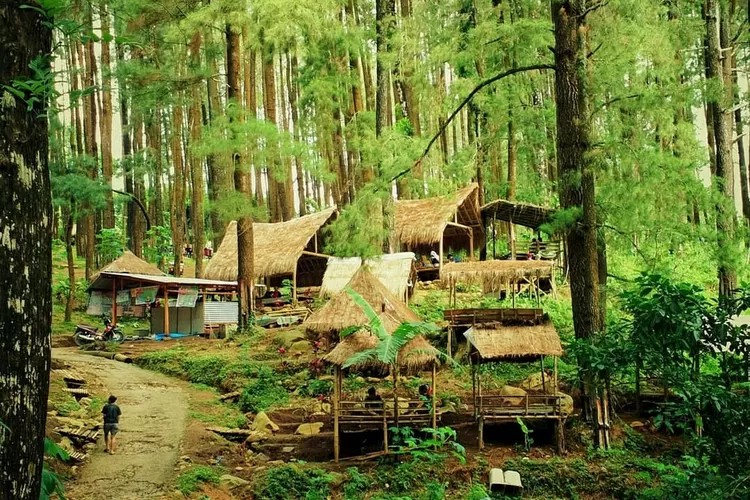 Hutan Pinus Nongko Ijo