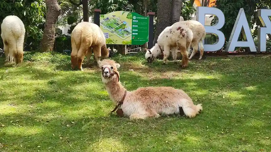 Scientia Squere Park_