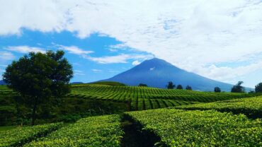 Perkebunan Teh Kayu Aro