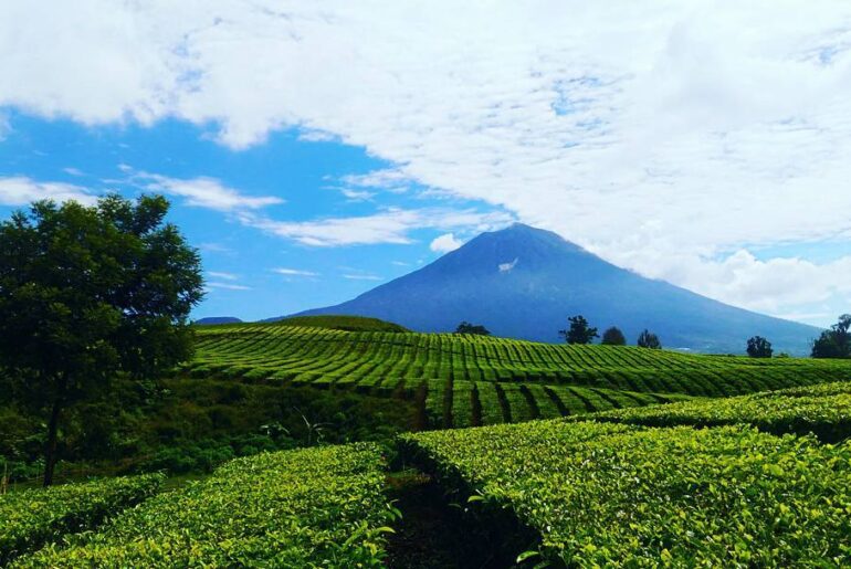 Perkebunan Teh Kayu Aro